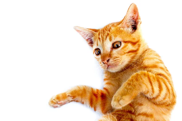 Маленький Оранжевый Кот — стоковое фото
