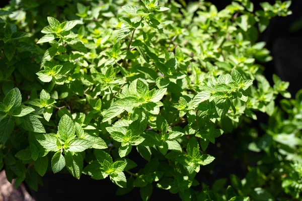 Fresh Mint Leaves Garden — Stock Photo, Image
