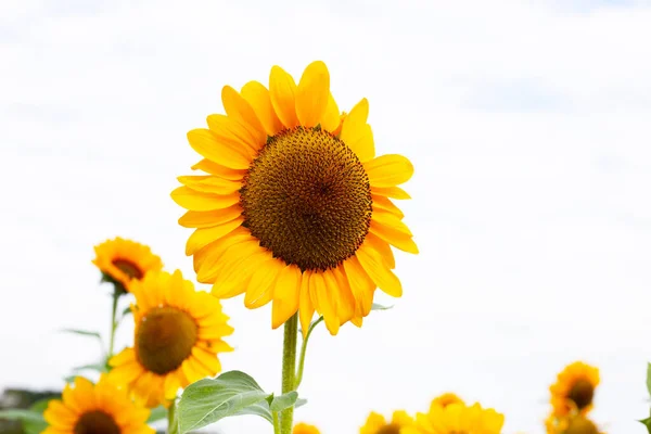 Slunečnicová Pole Krásné Letní Krajina — Stock fotografie