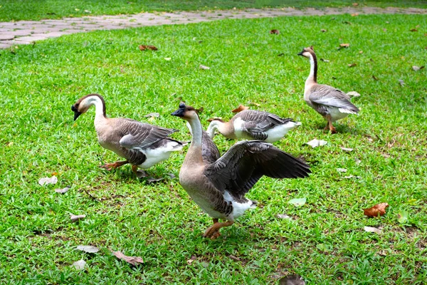 Flock Gäss Grönt Gräs Parken — Stockfoto