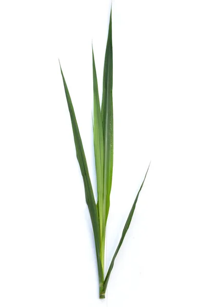 白を基調としたサトウキビの葉 — ストック写真