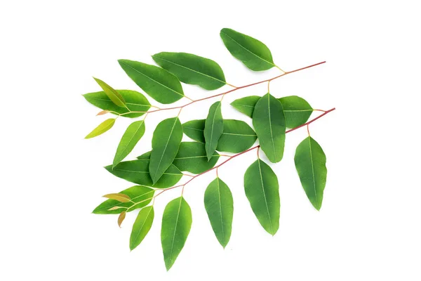 Green Leaves Eucalyptus White — стоковое фото