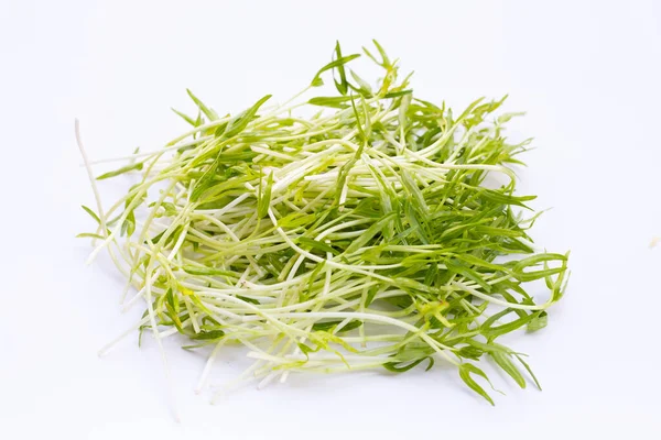Water Spinach Sprouts Organic Vegetables — Foto Stock