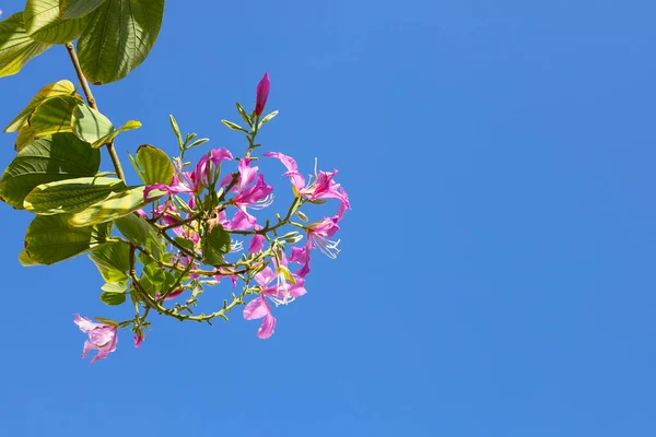 Bauhinia Purpurea Tree Pink Flower — Photo