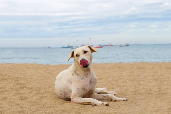 Ein Hund Entspannt Sich Strand Sommerkonzept — Stockfoto