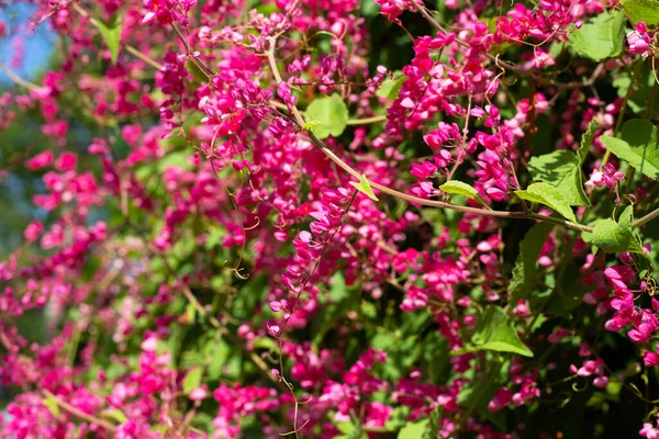 Мексиканский Пресмыкающийся Цепь Любви Коралловый Виноград Розовый Цветок — стоковое фото