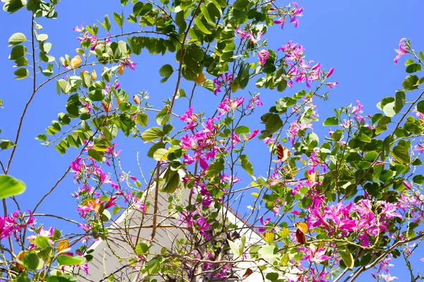 stock image Bauhinia purpurea tree with pink flower