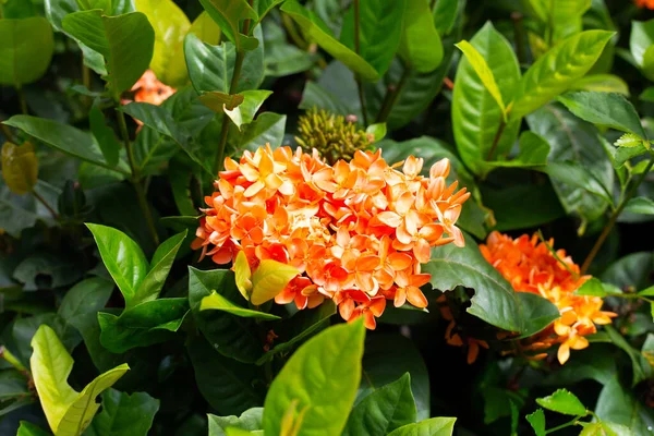 Цветок Иксора Саду — стоковое фото