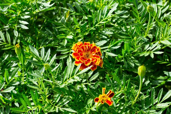 Kwiat Nagietka Ogrodzie — Zdjęcie stockowe