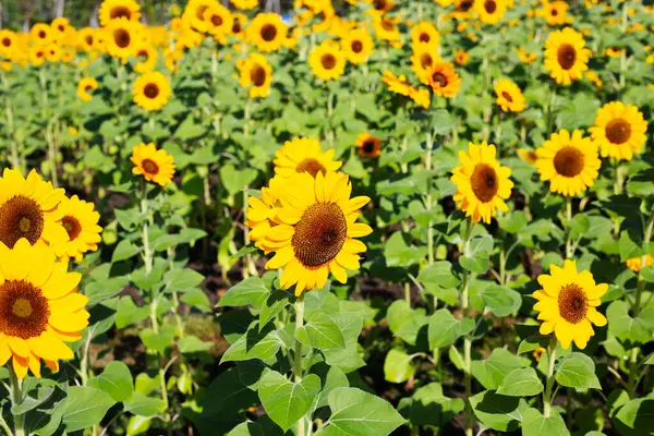 stock image Sunflower field, Beautiful summer landscape.