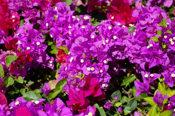 stock image Beautiful bougainvillea flowers with green leaves