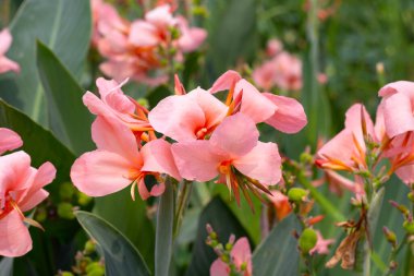 Beautiful canna flower with green leaves in the garden