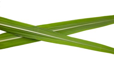 Beyaz arkaplanda şeker kamışı yaprakları.