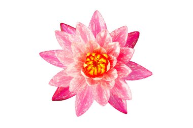 Güzel pembe su zambağı. Beyaz arkaplanda nilüfer çiçeği.