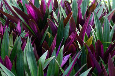 Tekne zambağı, İstiridye Zambağı, İstiridye Bitkisi, Beyaz Çiçekli Tradescantia