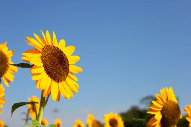 Sunflower field with blue sky. Beautiful summer landscape.