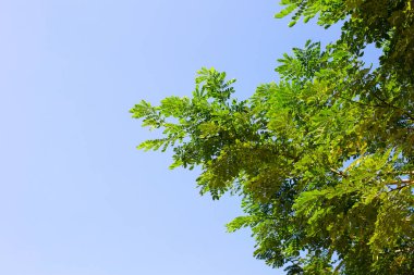 Rain tree leaves. Samanca Saman (Jacq) Merr.
