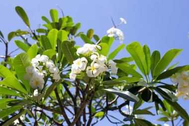 Plumeria or frangipani flower. Tropical tree
