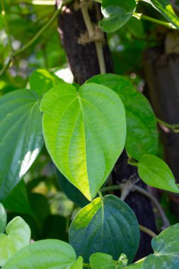 Bahçede yeşil betel yaprakları