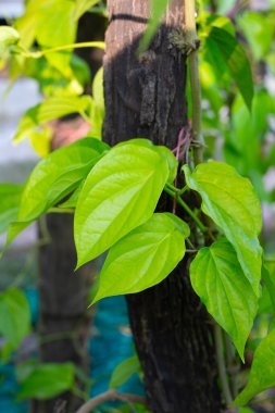 Bahçede yeşil betel yaprakları