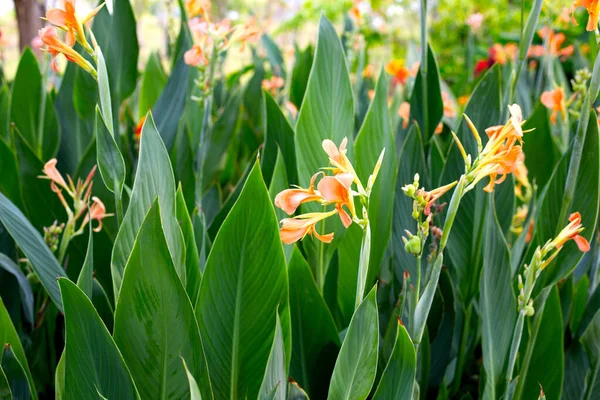 Beautiful Canna Flower Green Leaves Garden — Photo