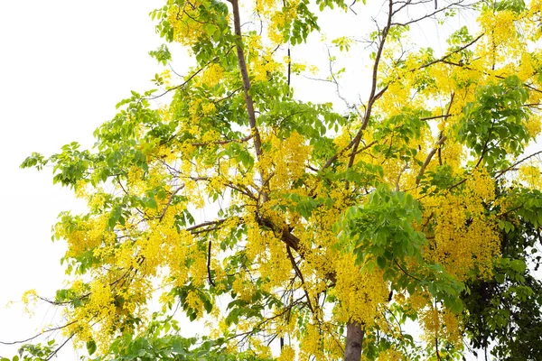 Cassia Przetoki Kwiat Drzewo — Zdjęcie stockowe