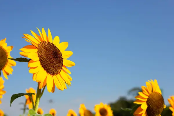 Sunflower Field Blue Sky Beautiful Summer Landscape — Stockfoto