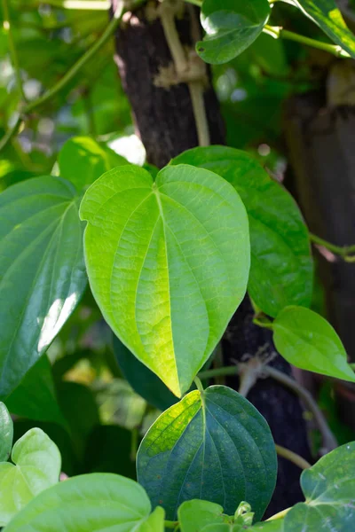 stock image Green leaves of betel plant in the garden