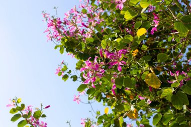 Bauhinia purpurea tree with pink flower