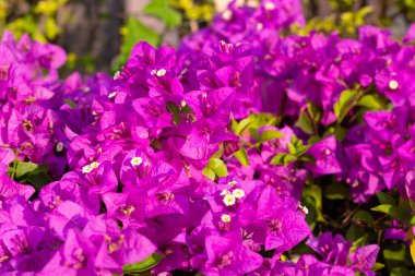 Beautiful bougainvillea flowers with green leaves