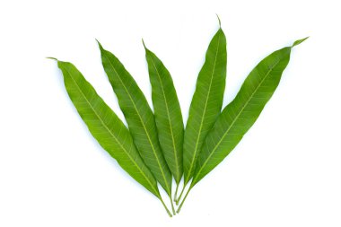 Mango yaprakları beyaz arkaplanda.