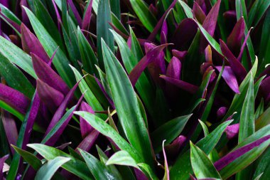 Tekne zambağı, İstiridye Zambağı, İstiridye Bitkisi, Beyaz Çiçekli Tradescantia