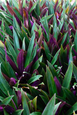 Tekne zambağı, İstiridye Zambağı, İstiridye Bitkisi, Beyaz Çiçekli Tradescantia