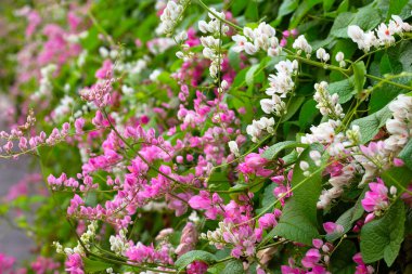 Meksikalı sürüngen, aşk zinciri, mercan sarmaşığı. Pembe çiçek