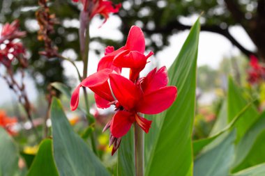 Beautiful canna flower with green leaves in the garden