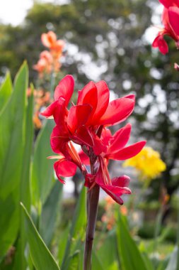 Beautiful canna flower with green leaves in the garden