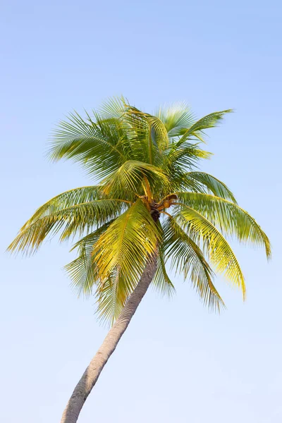 蓝天椰子树 — 图库照片
