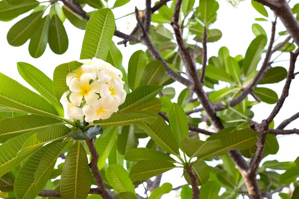 Plumeria Frangipani Flower Tropical Tree — Stockfoto