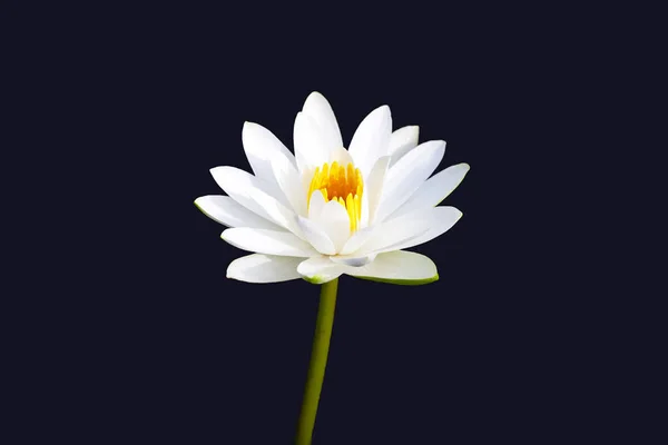 Belle Nénuphar Blanc Fleur Lotus Sur Fond Sombre — Photo