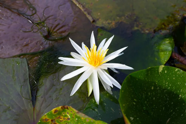 Güzel Beyaz Zambağı Yeşil Yapraklı Nilüfer Çiçeği — Stok fotoğraf