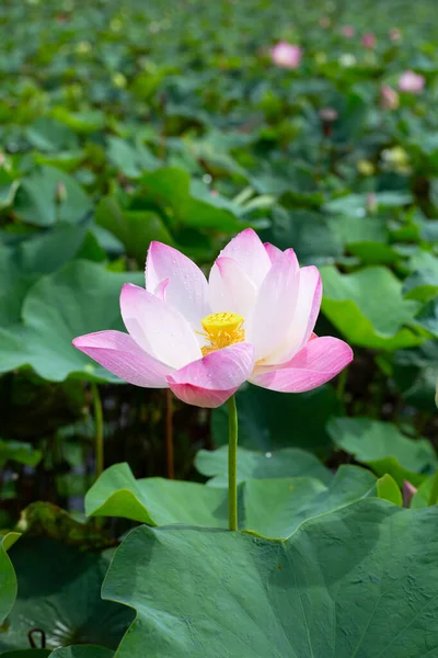 Beautiful blooming pink lotus flower with green leaves