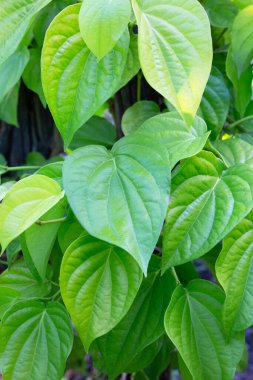 Bahçede yeşil betel yaprakları