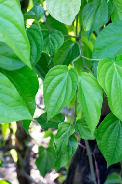 Bahçede yeşil betel yaprakları