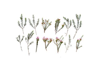 Pink white waxflower on white background.