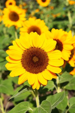 Ayçiçeği alan, güzel yaz manzara.