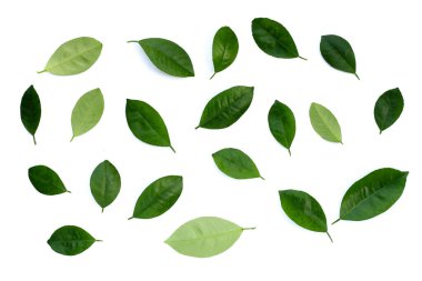 Citrus beyaz arkaplanda yapraklar bırakır. Üst görünüm