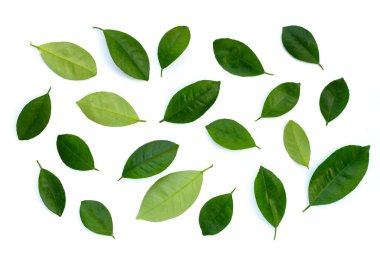 Citrus beyaz arkaplanda yapraklar bırakır. Üst görünüm
