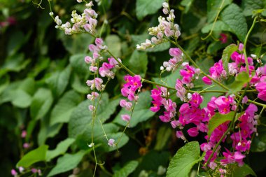 Meksikalı sürüngen, aşk zinciri çiçek, mercan asması.