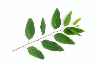 Beyaz üzerine yeşil okaliptüs yaprakları