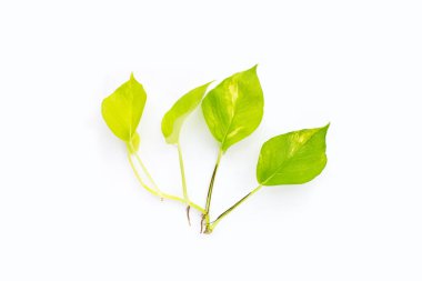 Altın tutamlar ya da beyaz arkaplanda şeytan sarmaşığı yaprakları.